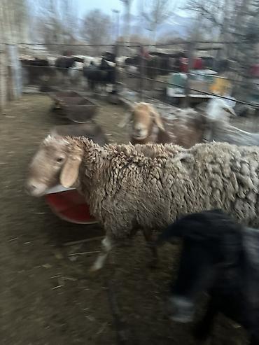 Баран, овца: Продаю | Баран (самец) | Полукровка | Для разведения — 4