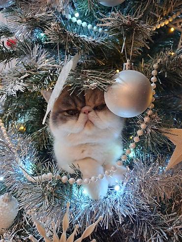 Mačke: Na prodaju mačići persijske egzotične (Exotic Shorthair) rase. Vrlo na lalafo.rs — 15 Mačke: Na prodaju mačići persijske egzotične (Exotic Shorthair) rase. Vrlo — 15