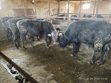 Коровы, быки: Продаю | Бык (самец) | На откорм — 3