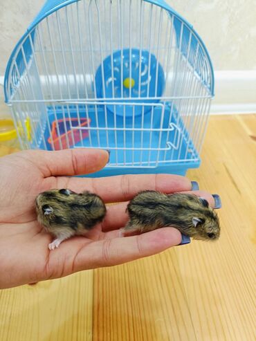 Gəmiricilər: Hamster balaları satılır. Qəfəsi ilə birlikdə 18 manat. Əhmədli