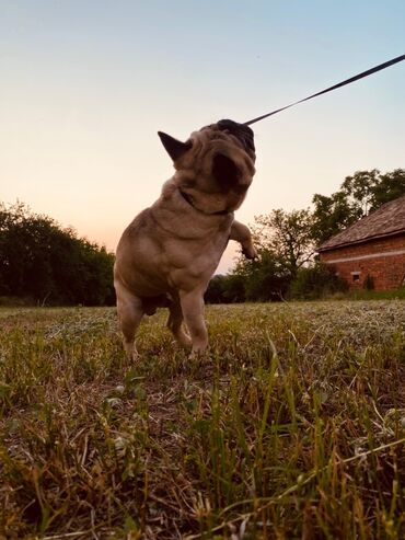 Psi: Muzijak francuskog buldoga dostupan za parenje,star 2 godine — 11