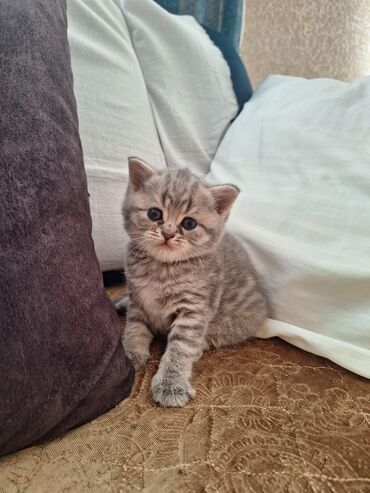 Pişiklər: Cins Paroda pişikləri. Şotland, Britan, Pers. Rəngləri də cür bə cür -da lalafo.az — 9 Pişiklər: Cins Paroda pişikləri. Şotland, Britan, Pers. Rəngləri də cür bə cür — 9