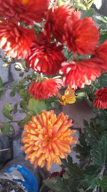 Гортензия: Гортензия БЕЛАЯ садовая. Крупные БЕЛЫЕ шары с футбольный мяч — 14