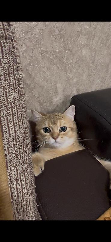 Кошки: Британская, Самец, Для вязки — 4
