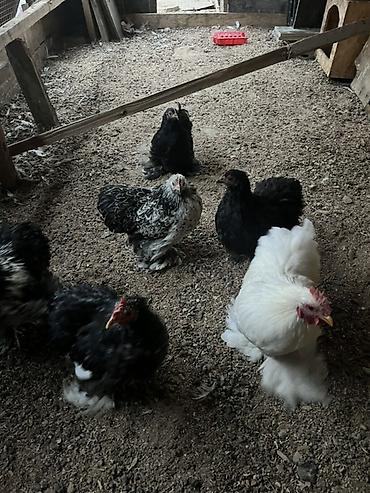 голошейка куры: Продаю | Куры | Для разведения — 3