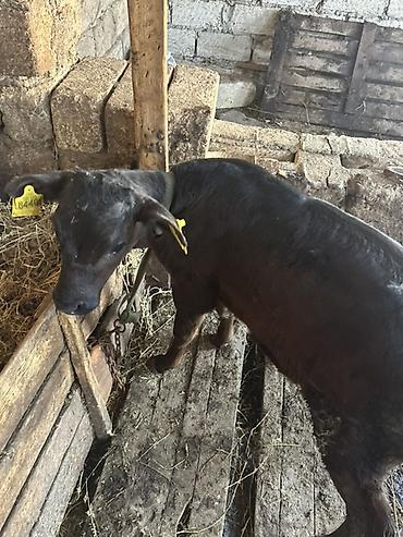 Inəklər, öküzlər: Satışa iri buynuzlu heyvanlar - Cins: qarışıq ətlik (fotoşəkillərdə — 7