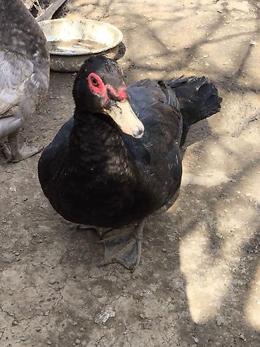 zümrüd ördək: Erkək, | Lal ördək, Damazlıq, Ödənişli çatdırılma — 3