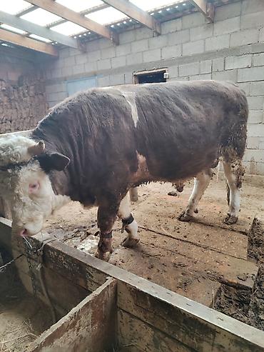 Коровы, быки: Продаю | Бык (самец) | Герефорд | Для разведения | Привязанные — 6