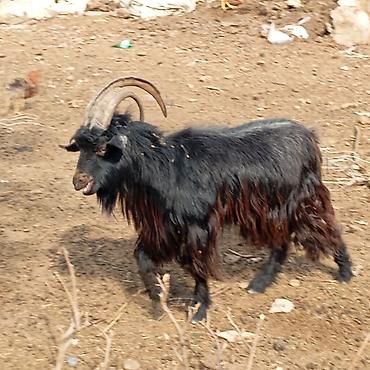 sudlu keci: Qocalı/keçi sürüsü – erkək və dişi fərdlər - Növ: yerli dağ keçisi — 1