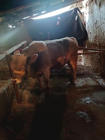 Коровы, быки: Продаю | Бык (самец) | Швицкая — 5