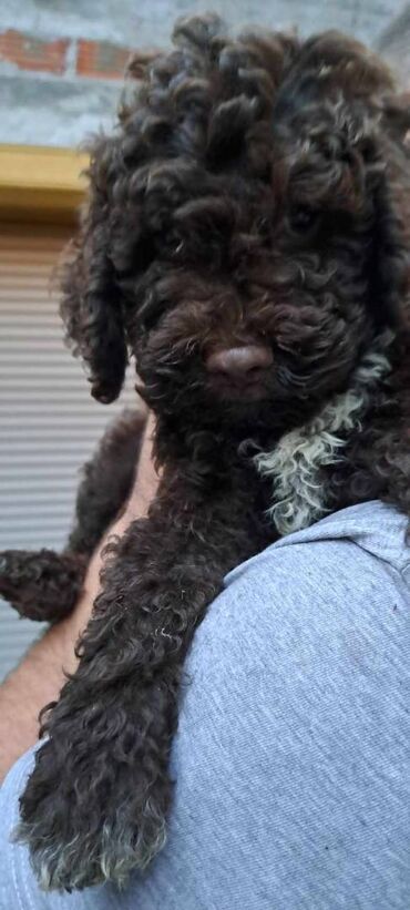 Psi: Prelepi štenci Lagoto Romanjolo dostupni za nove domove. Rođeni — 4