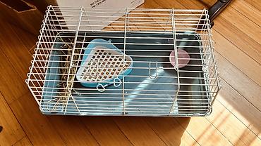 dovsan adlari: Ev dovşanı - Cins: qulaqları sallanan miniatür ev dovşanı (Mini lop) — 3