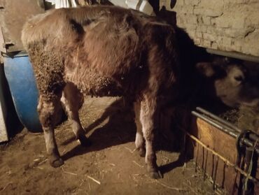 теленки или телята купить: Продаю | Тёлка | Для молока