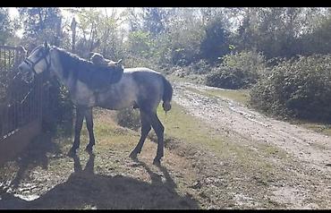 7 yaşında di Ata söz ola bilmaz Rial alıcı məni Narahat elasin At lalafo.az -da 7 yaşında di Ata söz ola bilmaz Rial alıcı məni Narahat elasin At