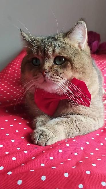 вязку: Вязка кошек ! Не продажа ! Шикарный клубный котик Шотландский — 3