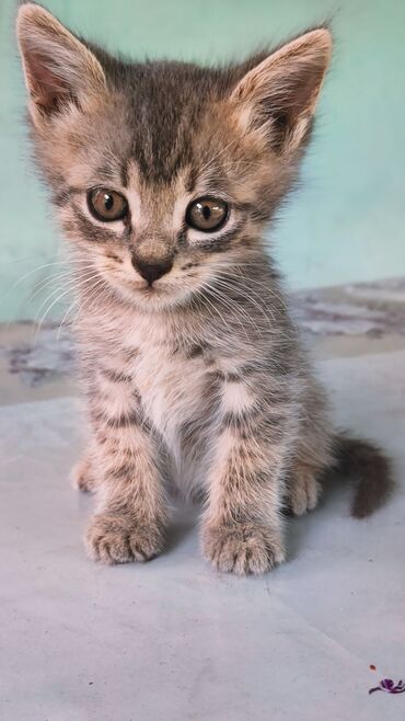 Коты: В добрые руки отдам даром, Сибирская кошка Домашние, чистые котята