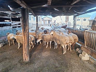 qoyun barter: Salam 32 heyvandı cəmi cavan dişdidə var dişin atmışda var kök — 2