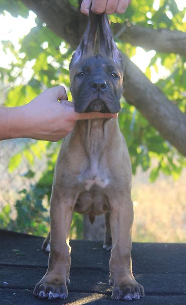 Psi: Cane Corso štenci U ponudi veoma perspektivni štenci iz različitih — 7