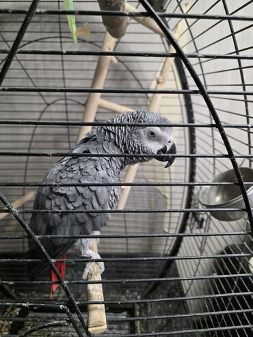 птица голуби: Африканский серый попугай (жако) в просторной напольной клетке