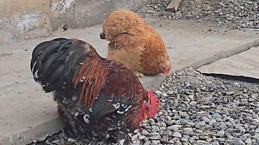 Птицы: Парселян кохинхин карлик 1+1 сатылат — 6