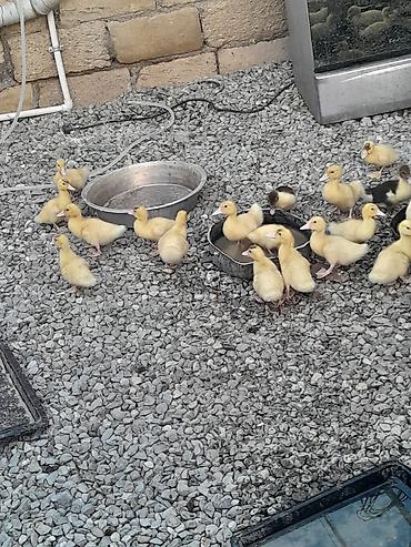 Другие птицы: Lal ördək baları 23 dənədir 1 dənəsi 6 manat — 3