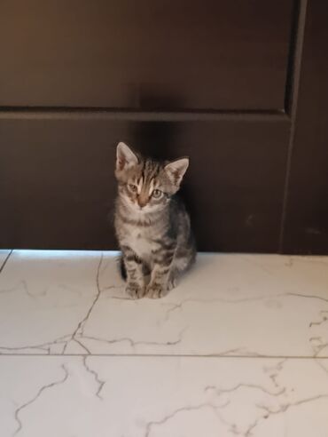 Pişiklər: Tabbi — 6