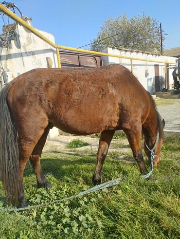 Atlar: Yük və kənd təsərrüfatı işləri üçün at - Rəng: qəhvəyi - Boy: orta - — 5