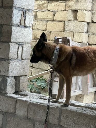 İtlər: Belçika çoban iti, 2 il, Erkek, Peyvəndli — 15