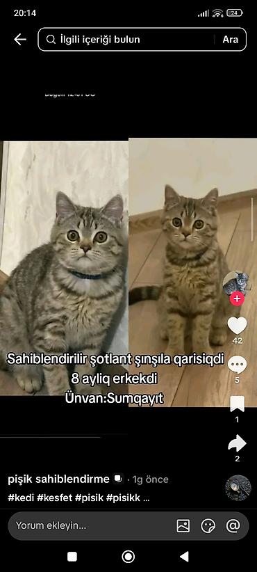 Erkək, Yaxşı əllərə lalafo.az -da Erkək, Yaxşı əllərə