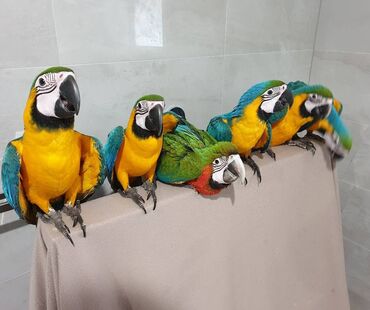 Ptice: Na prodaju papagaji ara Divni papagaji ara sada dostupni. Dobro su