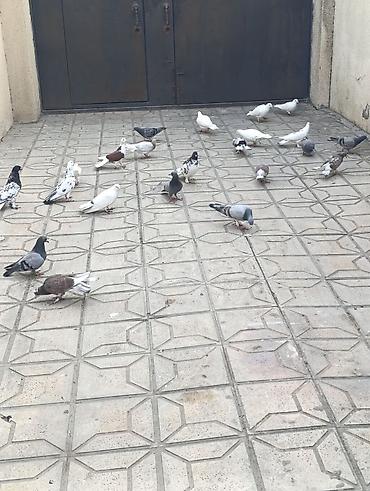 Göyərçinlər: Göyərçinlər satılır –tek cüt fərqi yoxdur kim görerem olsa münasib — 13