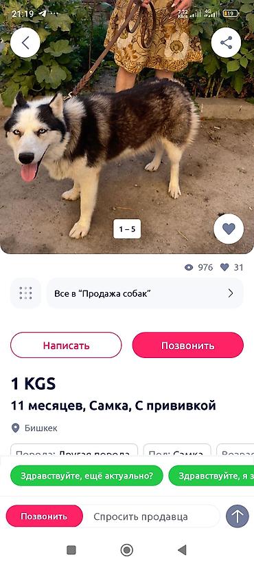 эркек ит: Хаски, 4 жаш, Ургаачы — 3
