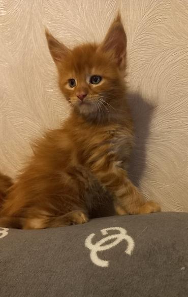 Продажа кошек: 🐾🐈Предлагаются к ранней брони очаровательные котята мейн-кун — 3