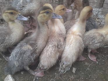 Ördəklər: Erkək, | Macar, Damazlıq, Ünvandan götürmə — 9