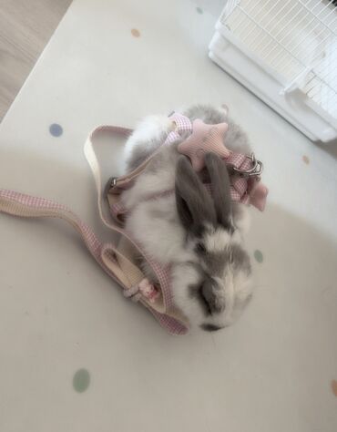 Декоративные кролики: Полный набор для содержания декоративного кролика. В комплекте: - — 5