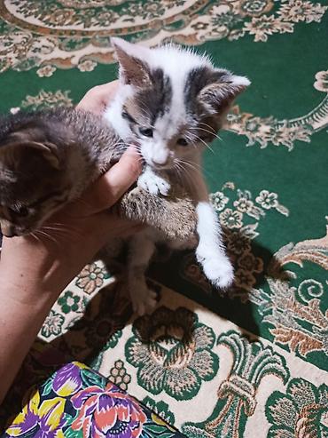 собаки бишкек: Отдаются котята. Маленькие домашние котята, возраст визуально ранний — 2