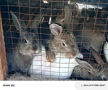 Двуспальные кровати: Кровать двух спальная светлая новая + матрас диван новый — 7