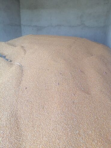 куплю картофель оптом: Кукуруза Оптом