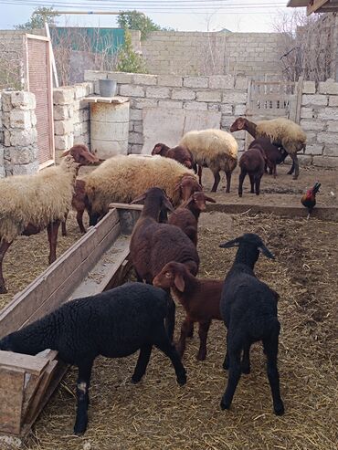 Qoyunlar, qoçlar: Dişi, Qala, il: 2, Ünvandan götürmə — 4