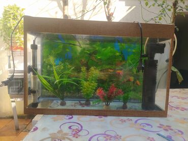 Akvarium aksessuar və ləvazimatları: Betta (Petuşok balığı), Sülhsevər, Ünvandan götürmə
