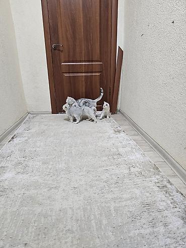 Продажа кошек: Шотландские котята чистокровные. 1девочка 2 мальчика. От рождения 2 — 2