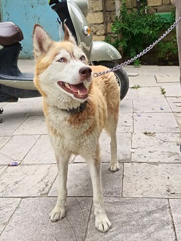 it pitpul: Xaski, 3 il, Dişi, Peyvəndli, Ünvandan götürmə