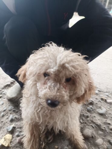 собака бульдок: Порода: маленькая декоративная собака с курчавой шерстью типа