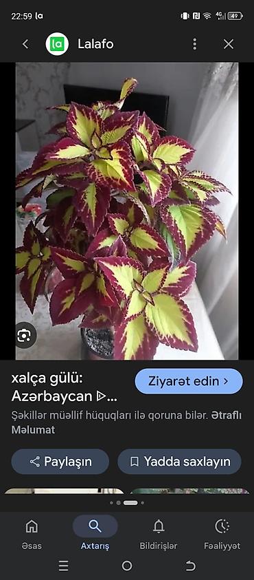 Другие растения: Salam kimdə varsa mənə yazsın başqa güllərlə barter də edə bilərəm — 3