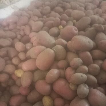 малина шапка мономаха купить: Картошка