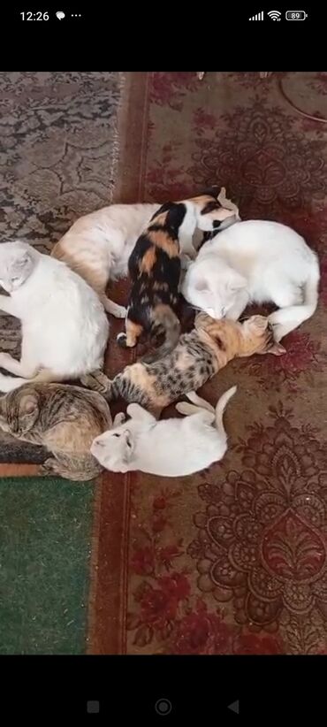 отдам кота в добрые руки: Котята домашние, разные окрасы: - белые пушистые - трёхцветные