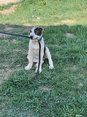 Продажа собак: Алабай, 3 месяца, Самец, С прививкой — 7