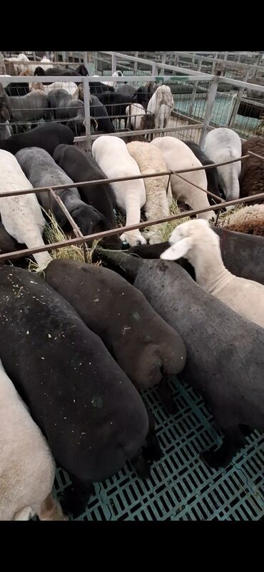 мука высший сорт 50 кг цена бишкек: Баранина : Лопатка at lalafo.kg мука высший сорт 50 кг цена бишкек: Баранина : Лопатка