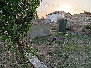 savalan torpag: Tikinti, Kupça (Çıxarış) — 3