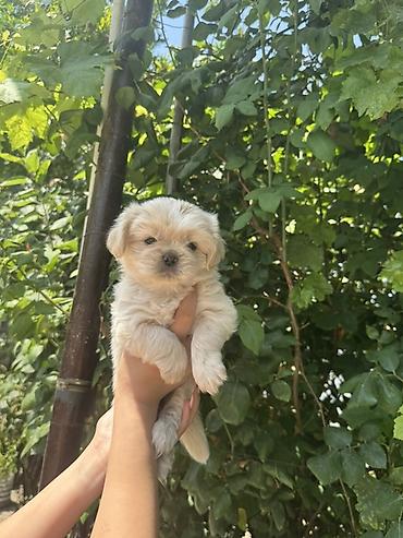 golden balası: Pekines, 2 ay, Dişi — 2